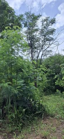 ที่ดิน 10000000 นนทบุรี เมืองนนทบุรี ตลาดขวัญ