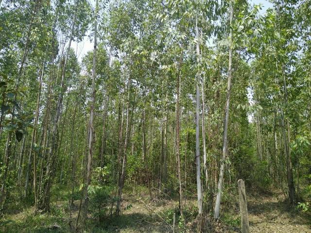 ที่ดิน 4000000 ปราจีนบุรี กบินทร์บุรี ลาดตะเคียน