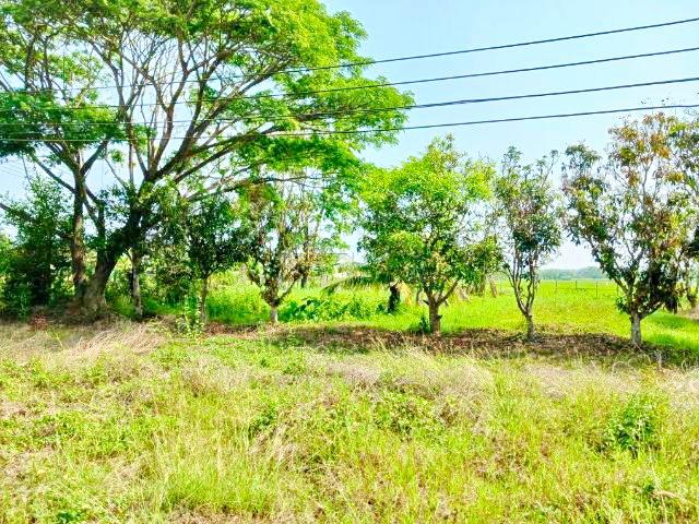 บ้านเดี่ยว 5999 ปทุมธานี เมืองปทุมธานี บางพูน