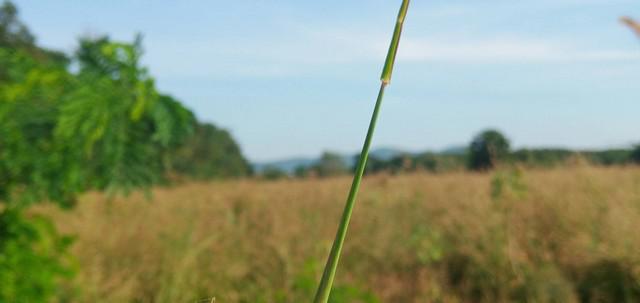 ที่ดิน 35000000 ชลบุรี พานทอง มาบโป่ง
