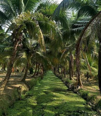 ที่ดิน 5000000 ฉะเชิงเทรา บางคล้า สาวชะโงก