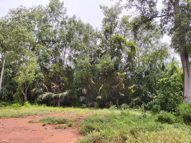 ที่ดิน 19627500 สมุทรสงคราม เมืองสมุทรสงคราม ลาดใหญ่