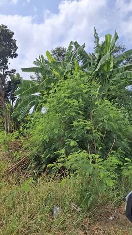 ที่ดิน 3600000 ชลบุรี บ่อทอง วัดสุวรรณ