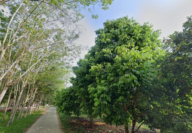 ที่ดิน 4200000 ระยอง เมืองระยอง แกลง