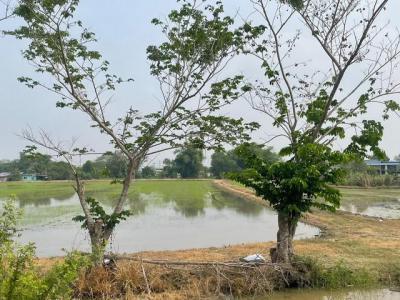 ที่ดิน 9244000 ปทุมธานี ลำลูกกา พืชอุดม