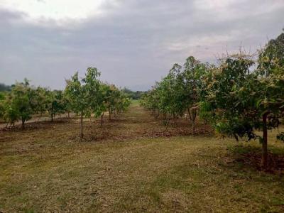 ที่ดิน 3600000 ลำพูน บ้านโฮ่ง เหล่ายาว